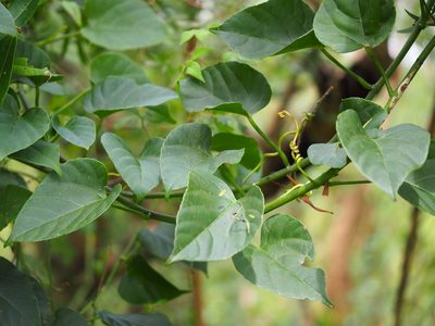 Cissus kerrii, photographed by 葉子