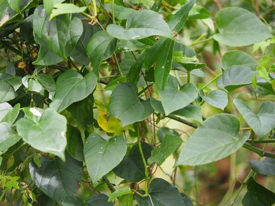 Cissus kerrii, photographed by 葉子