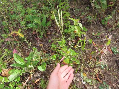 Asclepias verticillata, photographed by Eric Schmidt