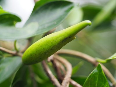 Gymnema sylvestre, photographed by 葉子