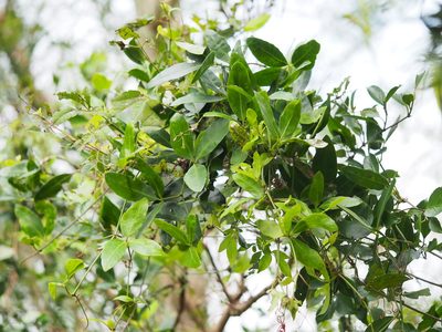 Tetrastigma formosanum, photographed by 葉子