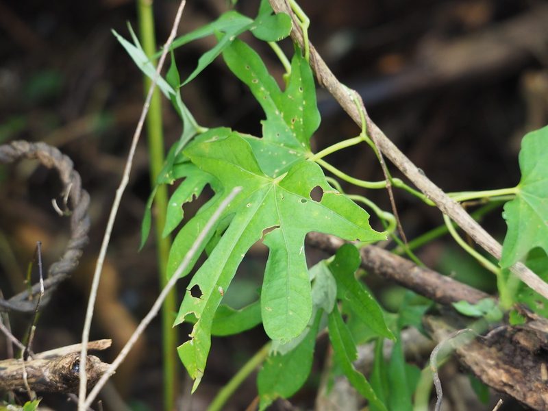 Ipomoea mauritiana, photographed by 葉子
