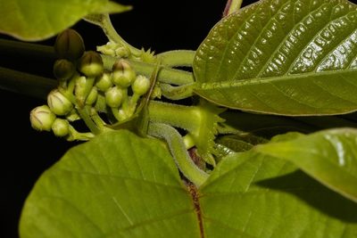 Mondia whitei, photographed by i_c_riddell