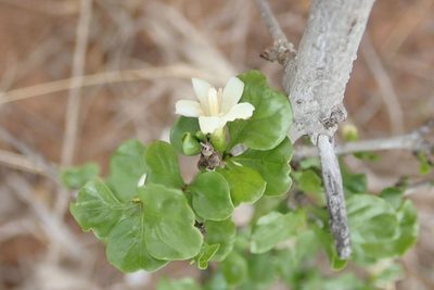 Coddia rudis, photographed by Andrew Deacon
