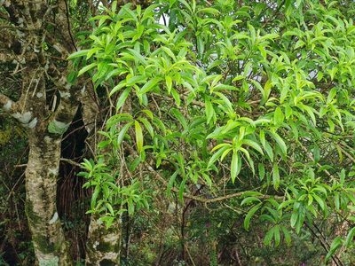 Melicytus lanceolatus, photographed by gnapp