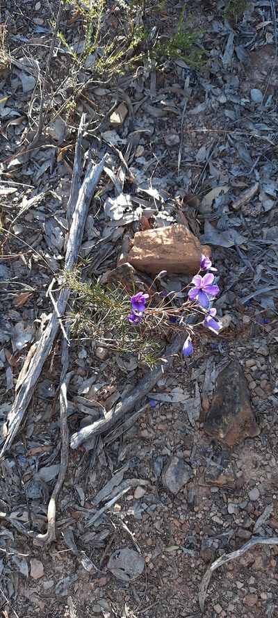 Cheiranthera linearis, photographed by spacegecko