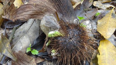 Centrolobium ochroxylum, photographed by Ignacio Moreira-Corral