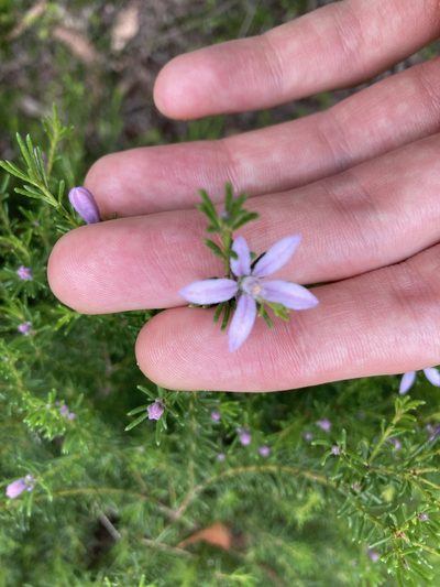 Philotheca salsolifolia, photographed by Thomas Mesaglio