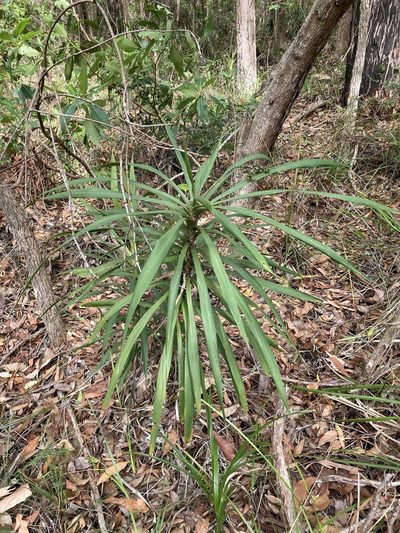 Cordyline stricta, photographed by Thomas Mesaglio