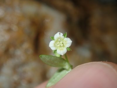 Mitrasacme paludosa, photographed by Thomas Mesaglio