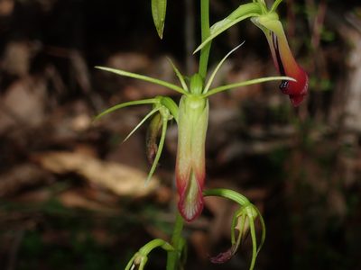 Cryptostylis subulata, photographed by Thomas Mesaglio