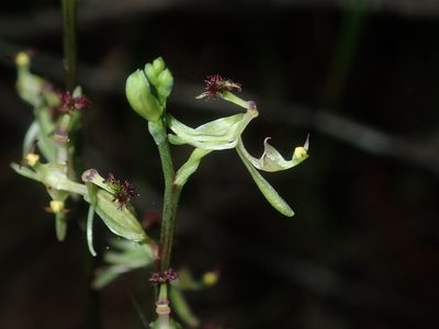 Arthrochilus prolixus, photographed by Thomas Mesaglio