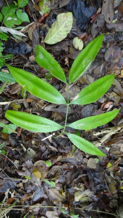 Zamia lindenii, photographed by Ignacio Moreira-Corral