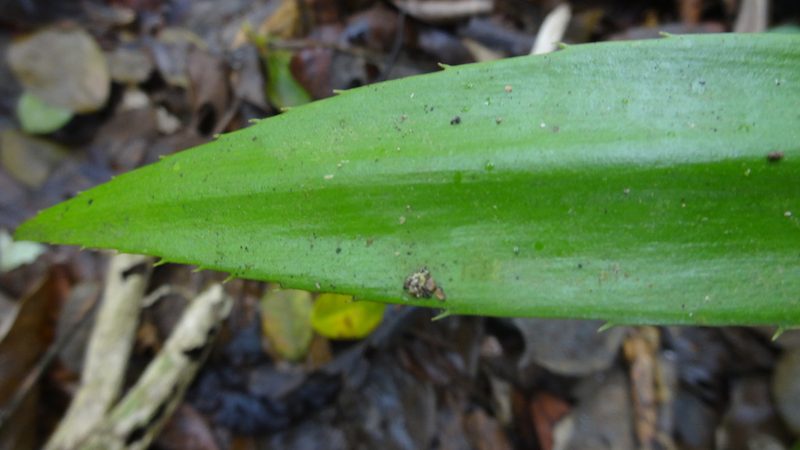 Zamia lindenii, photographed by Ignacio Moreira-Corral