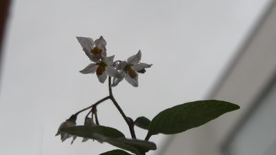 Solanum nigrescens, photographed by Ignacio Moreira-Corral
