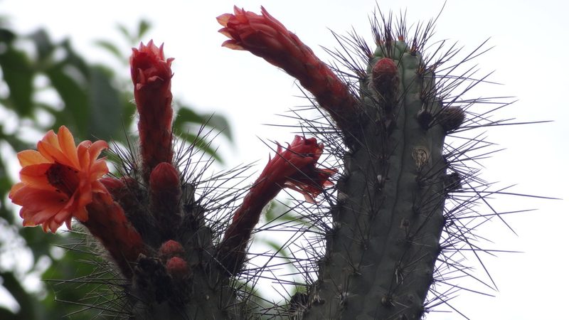 Borzicactus sepium, photographed by Ignacio Moreira-Corral