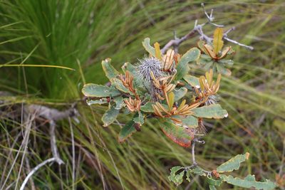 Banksia oblongifolia, photographed by Greg Tasney