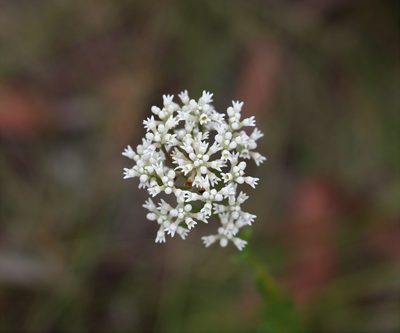 Conospermum taxifolium, photographed by Greg Tasney