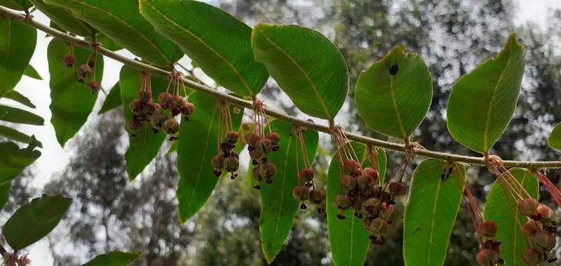 Phyllanthus salviifolius, photographed by Ignacio Moreira-Corral