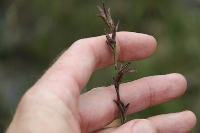 Schoenus brevifolius, photographed by Greg Tasney