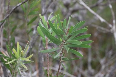 Melaleuca pachyphylla, photographed by Greg Tasney