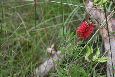 Melaleuca pachyphylla, photographed by Greg Tasney