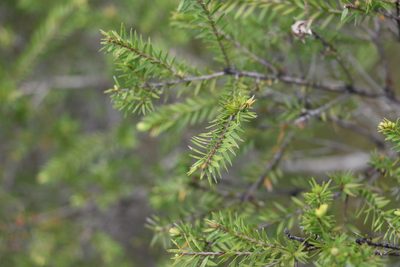 Melaleuca sieberi, photographed by Greg Tasney