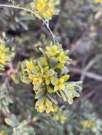 Thymelaea tinctoria, photographed by peresol