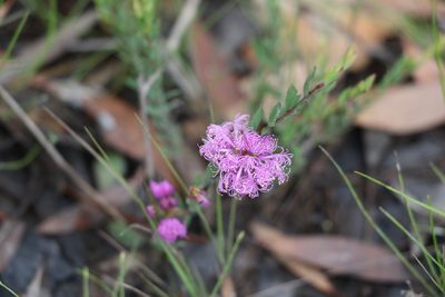 Melaleuca thymifolia, photographed by Greg Tasney