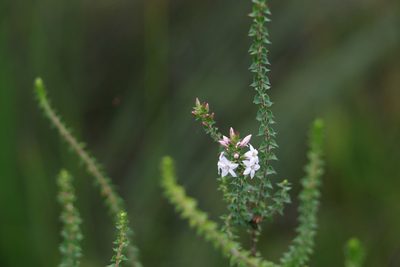 Epacris pulchella, photographed by Greg Tasney