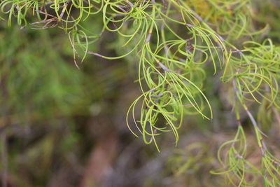 Caustis recurvata, photographed by Greg Tasney