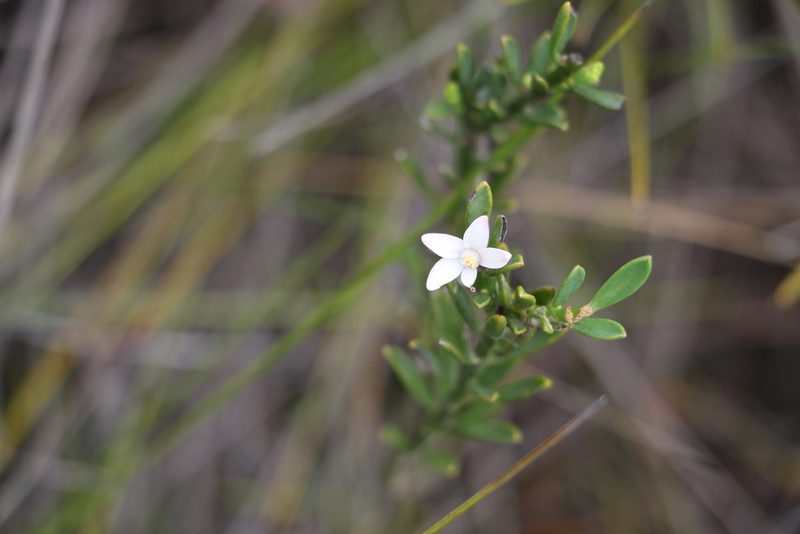 Philotheca queenslandica, photographed by Greg Tasney
