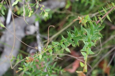 Daviesia umbellulata, photographed by Greg Tasney