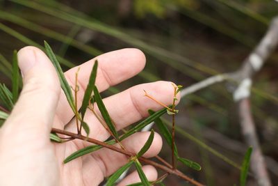 Zieria laxiflora, photographed by Greg Tasney