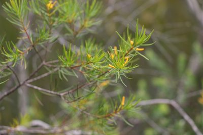 Persoonia virgata, photographed by Greg Tasney