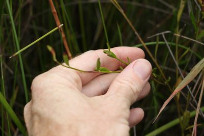 Dampiera stricta, photographed by Greg Tasney