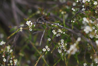 Baeckea frutescens, photographed by Greg Tasney