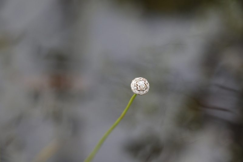 Eriocaulon australe, photographed by Greg Tasney