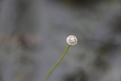 Eriocaulon australe, photographed by Greg Tasney