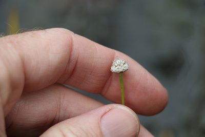 Eriocaulon australe, photographed by Greg Tasney
