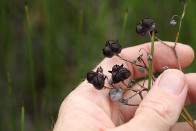 Haemodorum tenuifolium, photographed by Greg Tasney