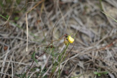 Gompholobium pinnatum, photographed by Greg Tasney