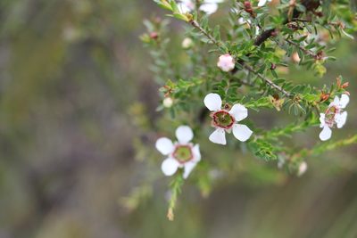 Leptospermum liversidgei, photographed by Greg Tasney