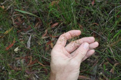 Fimbristylis cinnamometorum, photographed by Greg Tasney