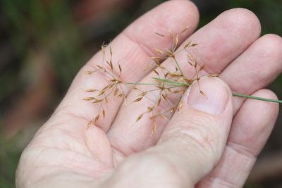 Fimbristylis cinnamometorum, photographed by Greg Tasney