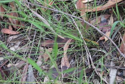 Fimbristylis cinnamometorum, photographed by Greg Tasney