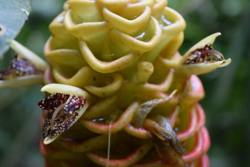 Zingiber spectabile, photographed by Ignacio Moreira-Corral