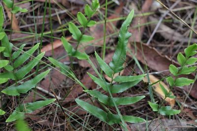 Lindsaea ensifolia, photographed by Greg Tasney