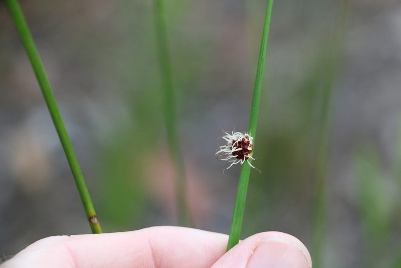 Chorizandra sphaerocephala, photographed by Greg Tasney
