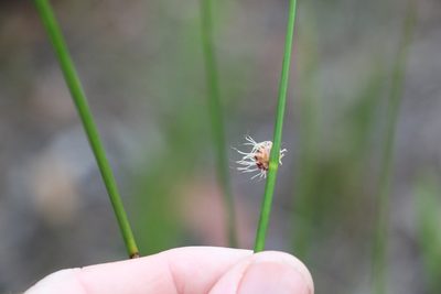 Chorizandra sphaerocephala, photographed by Greg Tasney